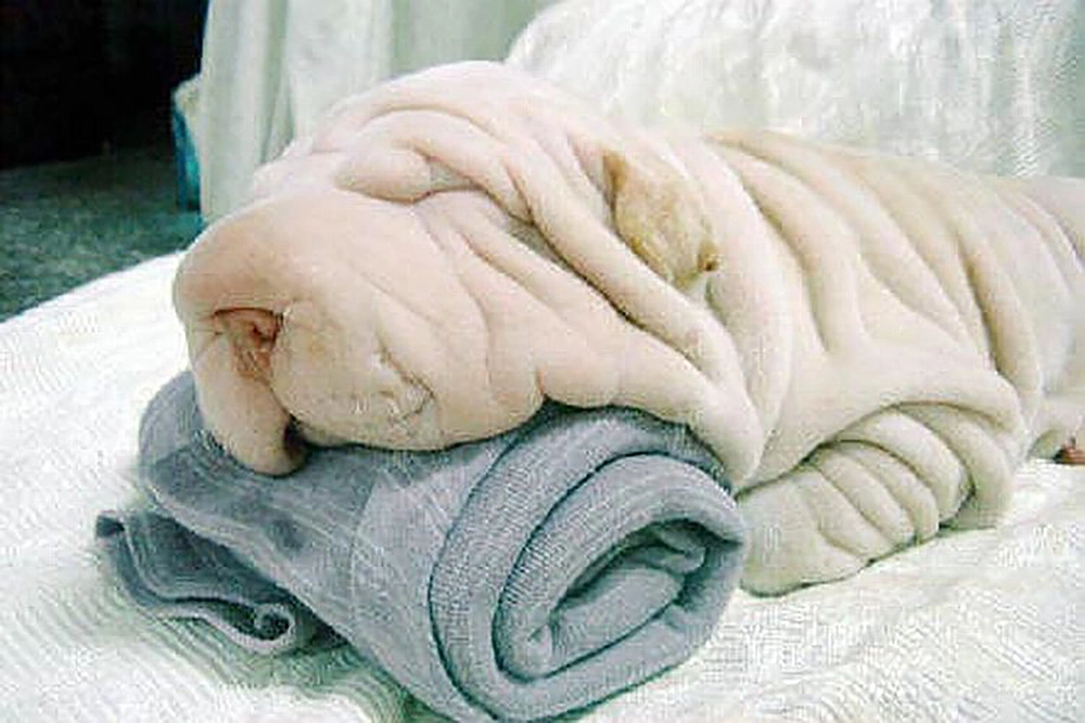 Club Shar-Pei - 1 